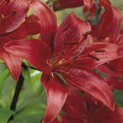 Hybrid Lily 'Red Night'